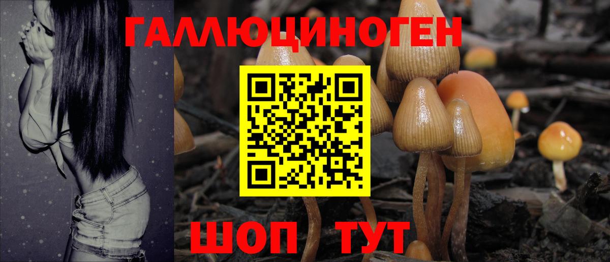 Прохладный  Галлюциногенные грибы Cubensis  Псилоцибиновые грибы GOLDEN TEACHER  Вход с VPN 